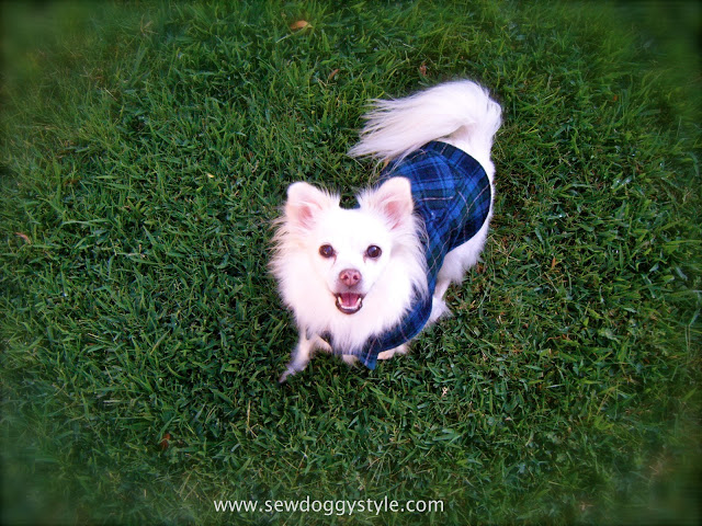 3970145_dogcoatpatterncover2 (640x480, 160Kb)