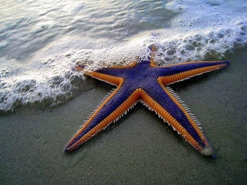 starfish05 (500x375, 79Kb)