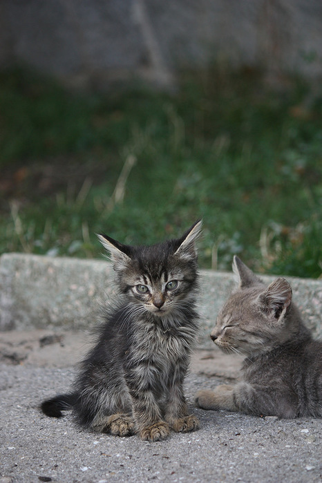 0_b197d_58282700_XL (466x700, 110Kb)