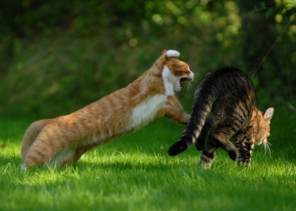 Cat_Fight_30_Epic_Kung_Fu_Cats_Battle-s1024x731-345069-580 (580x414, 172Kb)