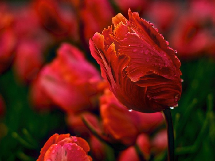 Beautiful_tulips_zastavki_com_30285_22 (700x525, 56Kb)