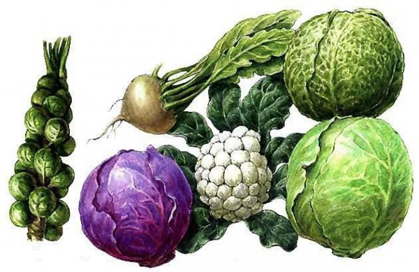 tasty cabbage 889936 (600x389, 77Kb)