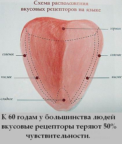 Схема вкусовых рецепторов языка