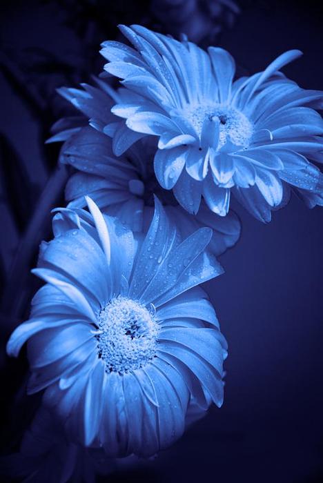 Blue flowers (468x700, 40Kb)