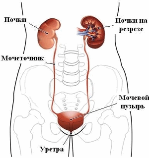 104463678_5239983_mochevoi_pyzir_i_pochki (300x319, 23Kb)
