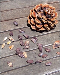 20101018-pine-nuts_3 (200x250, 79Kb)