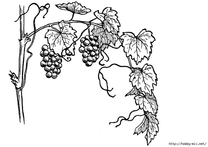 grapevine-13075 (700x495, 141Kb)