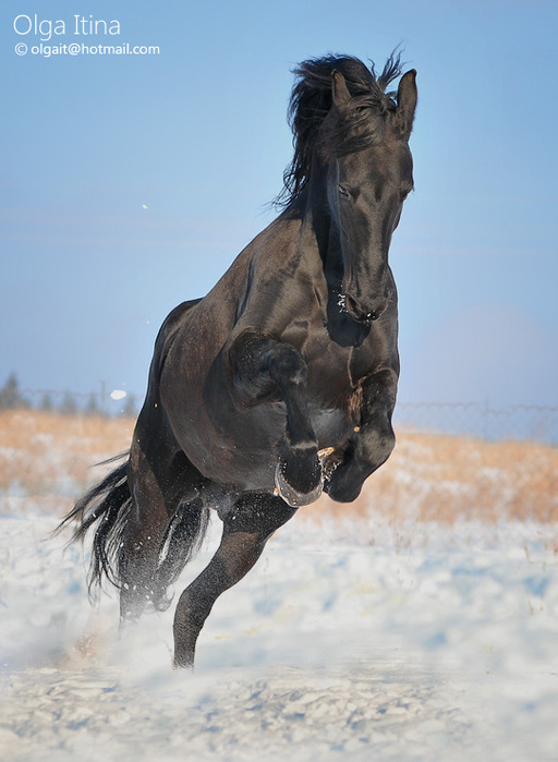 1901311_jump_by_olga5d36kfyl (512x700, 107Kb)