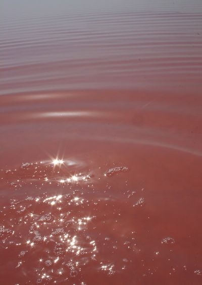 сиваш 1 _sole_01 (400x565, 74Kb)