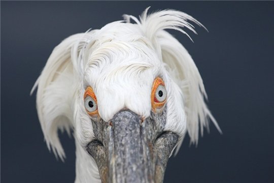4752699_102yo (540x360, 25Kb)