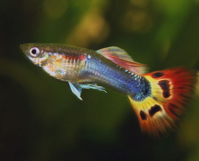 4592859_1443002561_guppipr (669x541, 31Kb)