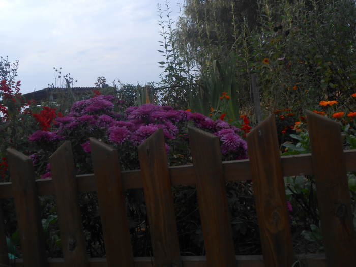 DSCN2451 (700x525, 403Kb)