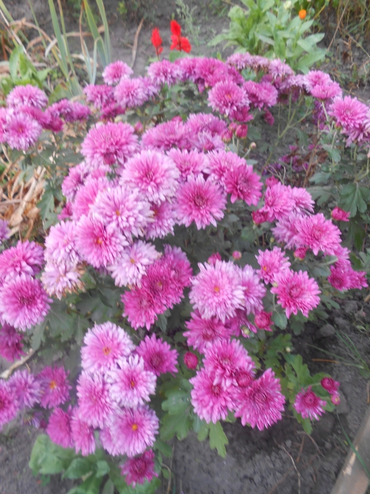 5531595_DSCN2466 (525x700, 318Kb)
