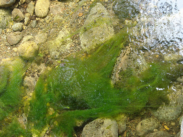 Вода из водорослей минеральная