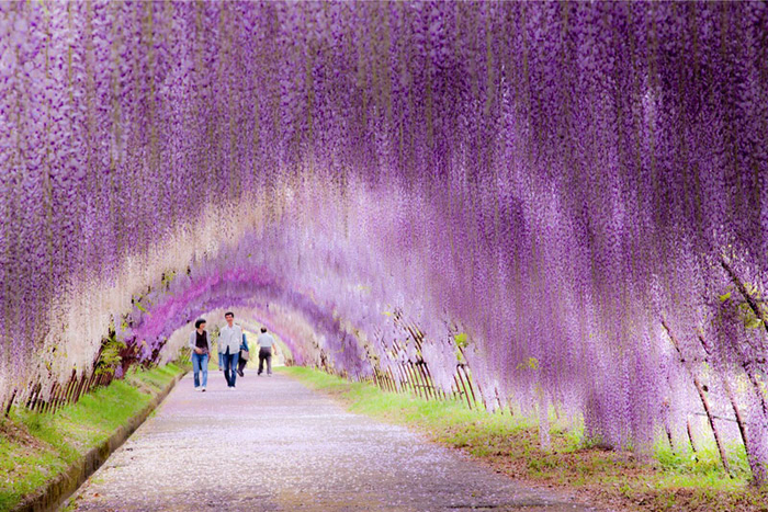 kawachi-fuji-garden-wisteria-tunnel-kitakyushu-japan-4 (700x467, 537Kb)