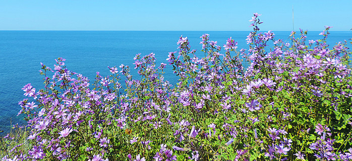 pic (9) (700x319, 198Kb)