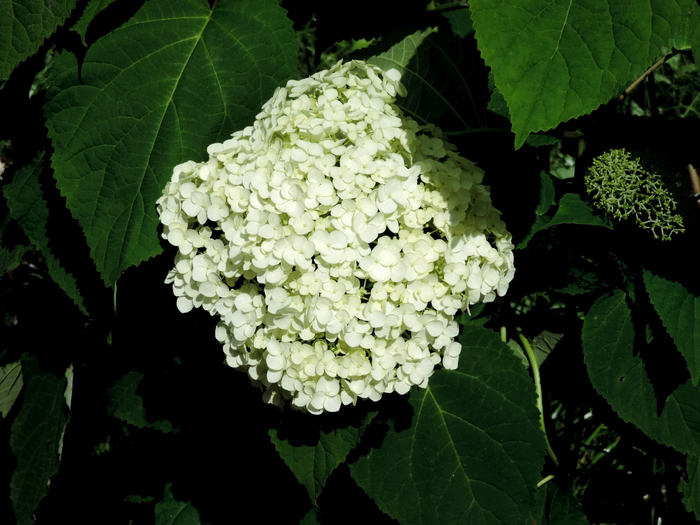 DSCN1504 (700x525, 369Kb)