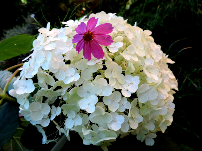 DSCN2159 (700x525, 391Kb)