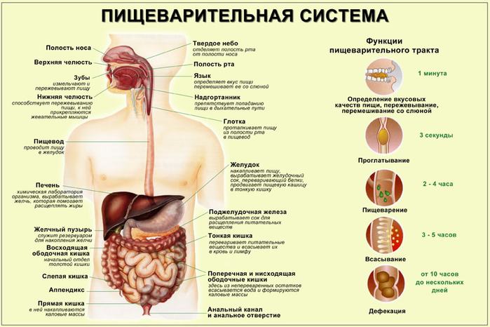 pishevarenii (700x466, 56Kb)