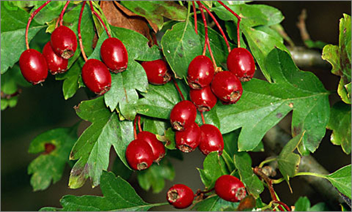 3279085_201206201_1_ (700x422, 316Kb)