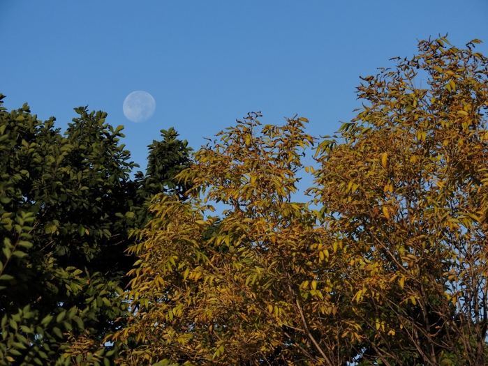 5559494_DSCN5579 (700x525, 349Kb)