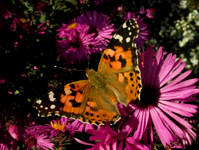 бабочка репейница, бабочки Юга России/683232_babochka3_m (199x150, 28Kb)
