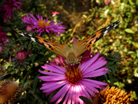 бабочки Юга России, репйница/683232_babochka6_m (200x150, 30Kb)