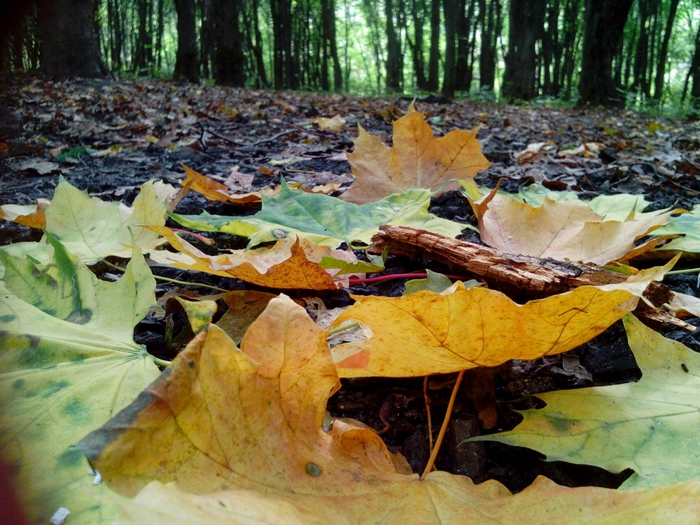 4052195_IMG_20151003_144509 (700x525, 346Kb)