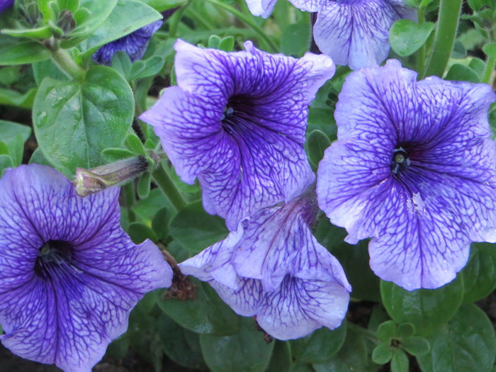 IMG_3772 (700x525, 124Kb)