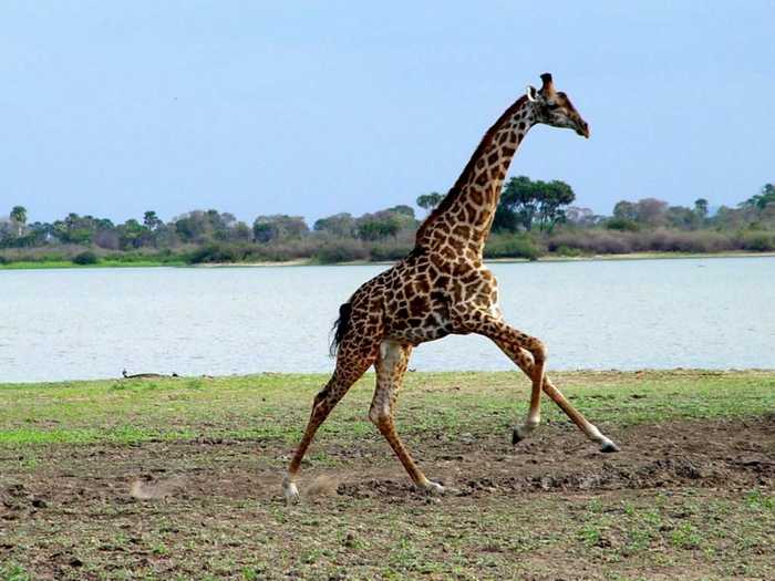 1920x1440-galloping-giraffe (700x525, 265Kb)