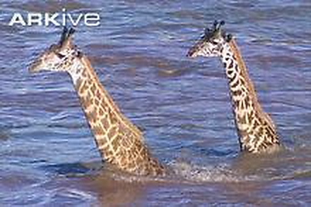 Masai-giraffes-attempting-to-swim-across-river (440x294, 83Kb)