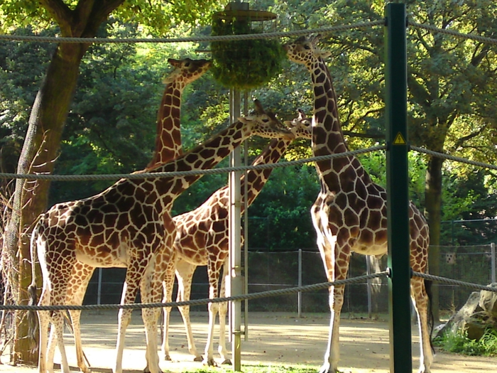 giraffes (700x525, 362Kb)