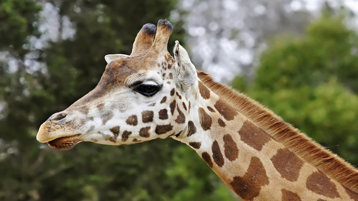 animals-giraffes-nature-2652295-1920x1080 (700x393, 190Kb)