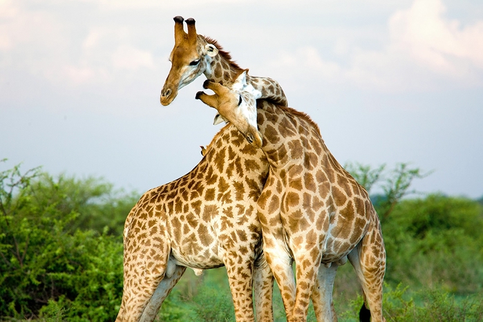 Hugging-giraffes (700x466, 243Kb)