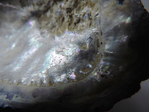  DSCN5854 (700x525, 346Kb)