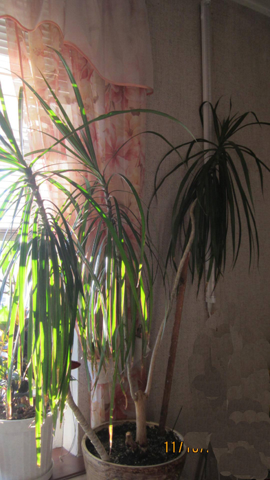 IMG_2607 (393x700, 320Kb)