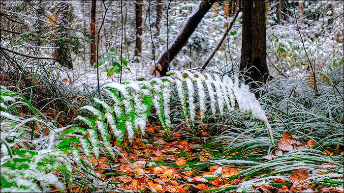  /3673959_11 (700x393, 188Kb)