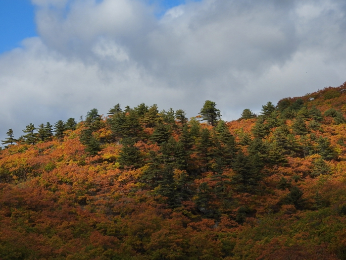 5559494_DSCN7217 (700x525, 283Kb)