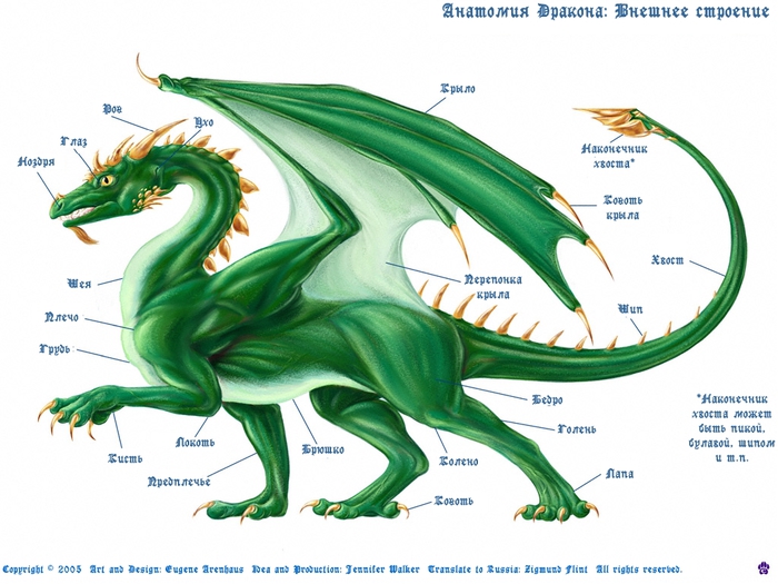 les13-Dragons_Morphology (700x525, 249Kb)