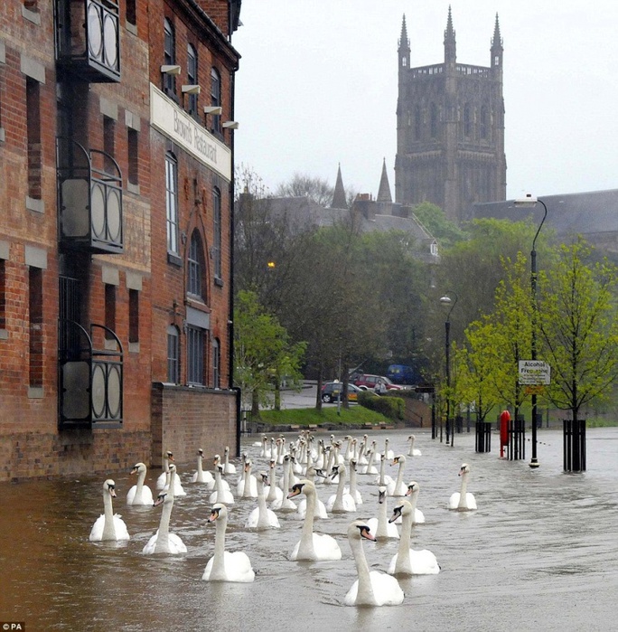 в англии после наводнения по городу плавают лебеди (684x700, 214Kb)