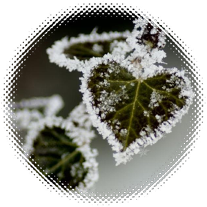 5146136_1 (300x300, 148Kb)