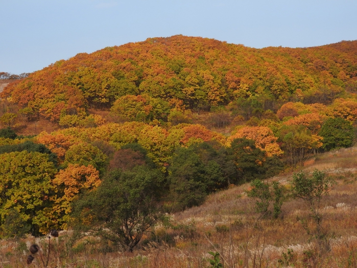 5559494_DSCN8025 (700x525, 327Kb)