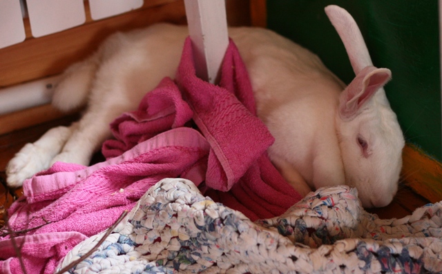 IMG_5915 (640x397, 135Kb)