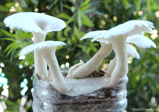 grow-mushrooms-on-coffee-grounds-apieceofrainbowblog-8 (650x458, 171Kb)