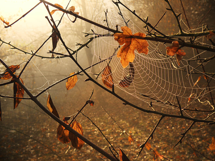 picturecontent-pid-4a147-et-d1558b1 (1) (700x525, 555Kb)