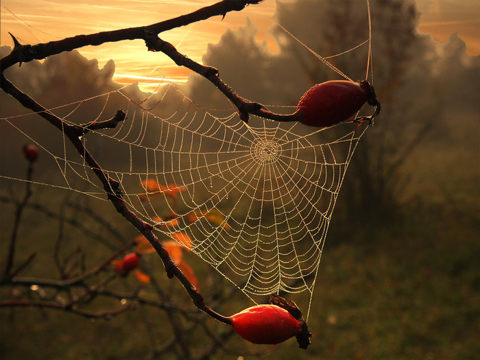 picturecontent-pid-5ff13-et-107f8b0e (700x525, 448Kb)