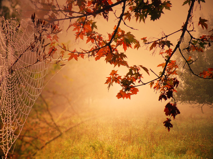 picturecontent-pid-6cb63-et-1409053d (700x524, 557Kb)
