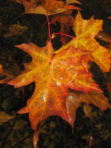 maple 026 (450x600, 303Kb)