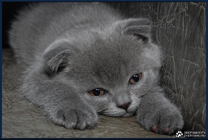 1233271562_murr (700x470, 93Kb)