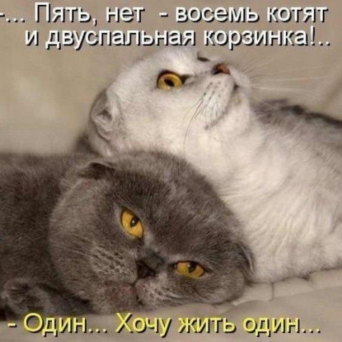 original (500x500, 89Kb)